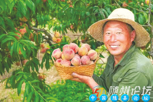 广水胭脂红鲜桃： 从枝头“甜”到品牌“亮”品质标准化