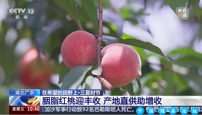 随州一月四上央视 魅力之城精彩绽放随州,央视报道,智慧农业,曾侯乙编钟,炎帝故里