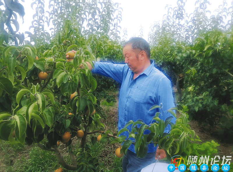 从荒山到梨园：残疾果农李运学的十余年坚守残障果农,自强不息,梨园经历