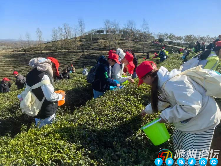 研学品茶香   实践促成长--随县安居镇中心学校研学活动随县研学活动,茶文化研学,传统文化传承,研学实践,盖碗茶艺
