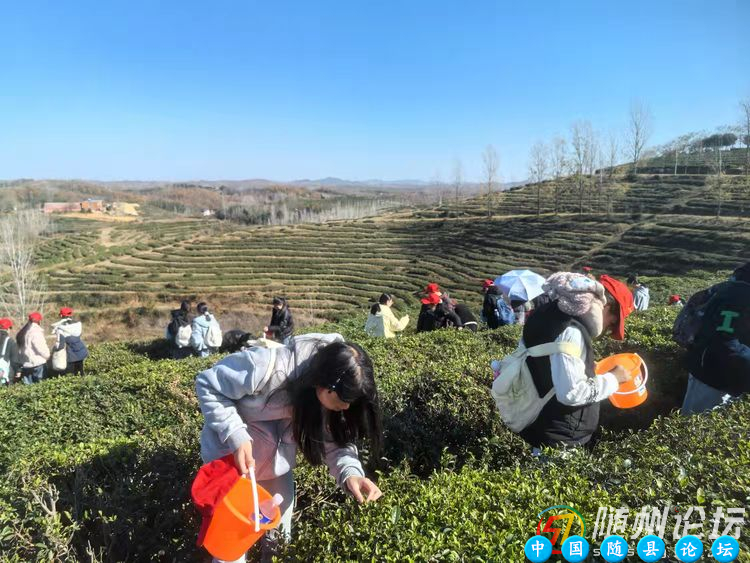 研学品茶香   实践促成长--随县安居镇中心学校研学活动随县研学活动,茶文化研学,传统文化传承,研学实践,盖碗茶艺